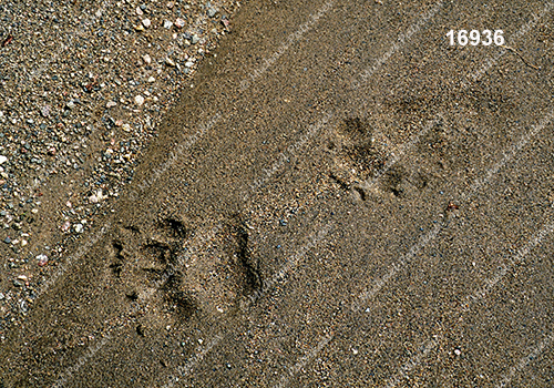 American Black Bear (Ursus americanus)